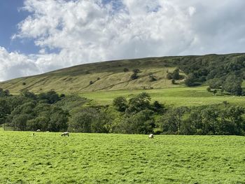 Landscape, with fields, meadows, trees, and hills in the distance in, bishopdale, leyburn, uk