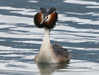 Close-up of duck swimming in lake