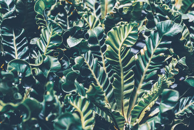 High angle view of plants