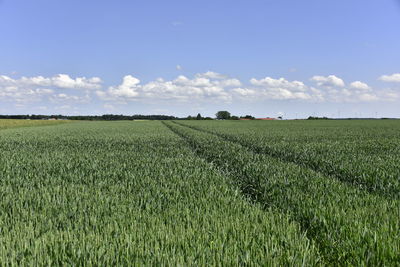 Scenic view of agricultural field against sky