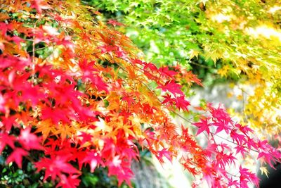 Close-up of maple leaves on tree