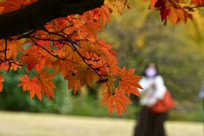 Close-up of maple leaves on tree