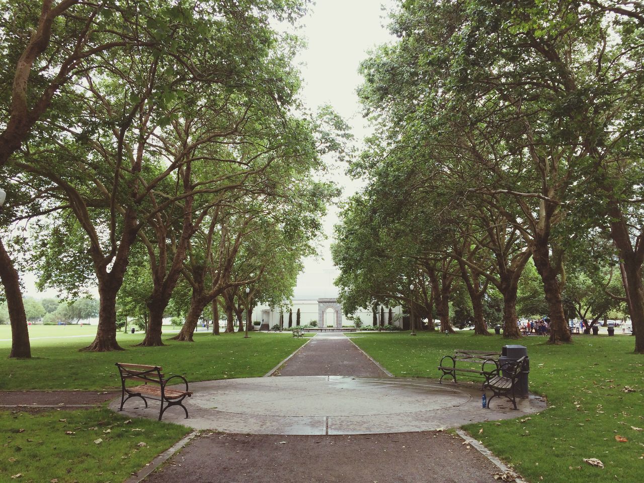 tree, the way forward, grass, diminishing perspective, park - man made space, green color, footpath, vanishing point, growth, treelined, tranquility, empty, nature, transportation, walkway, road, park, tree trunk, branch, tranquil scene