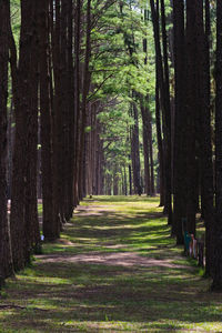 Walkway amidst trees in forest