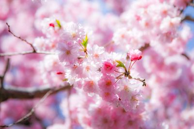 Pink flowers blooming in park