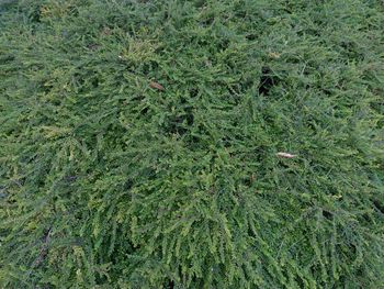 High angle view of plants on field