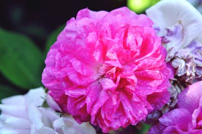 Close-up of water drops on flower blooming outdoors