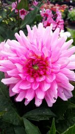 Close-up of pink dahlia blooming outdoors