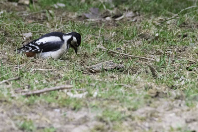Bird on field