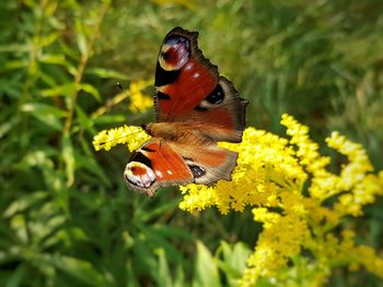 Close-up of butterfly pollinating on yellow flower