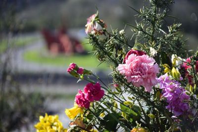 Close-up of pink roses blooming outdoors