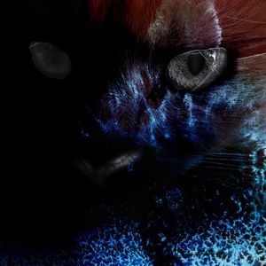 Close-up portrait of a cat