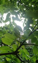 Low angle view of leaves on tree