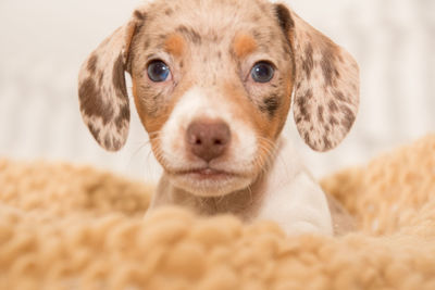 Close-up portrait of dog