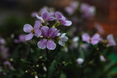 Close-up of purple flowering plant