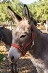 Cute donkey on a farm with a red bridle close up