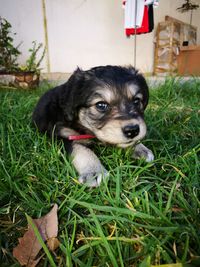 Close-up of dog on grass