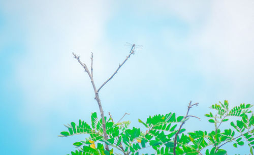 Low angle view of plant against sky