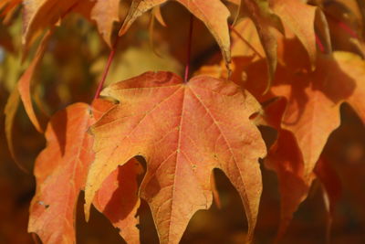 Close-up of autumnal leaves