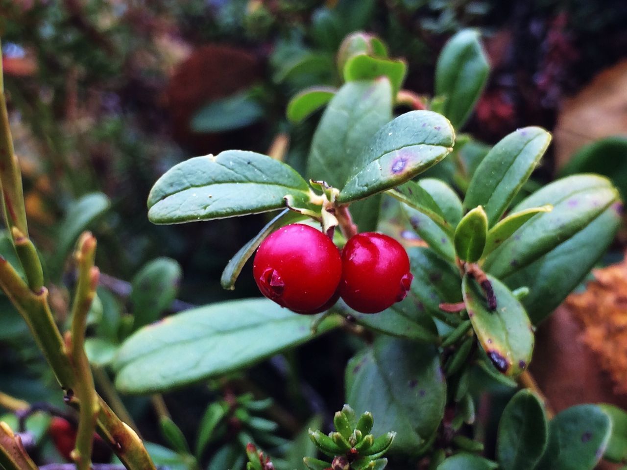 fruit, red, food and drink, freshness, growth, food, healthy eating, leaf, close-up, focus on foreground, ripe, growing, green color, nature, plant, stem, branch, tree, berry fruit, berry