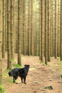 Dog in forest