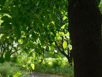 View of tree trunk