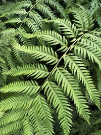 Full frame shot of ferns 