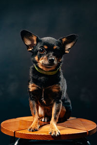 Portrait of puppy sitting