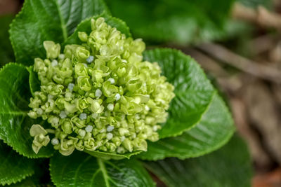 Close-up of flowering plant