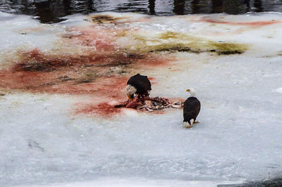 High angle view of ducks in water