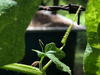 Close-up of insect on plant