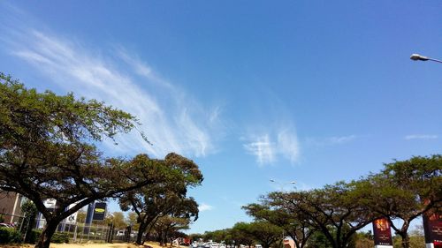 Low angle view of trees against blue sky
