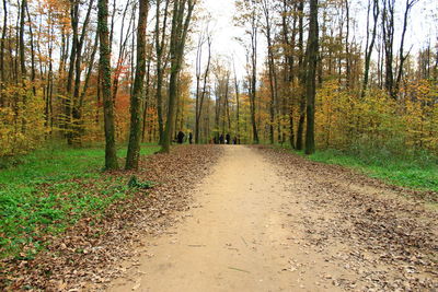 Road amidst trees in forest during autumn