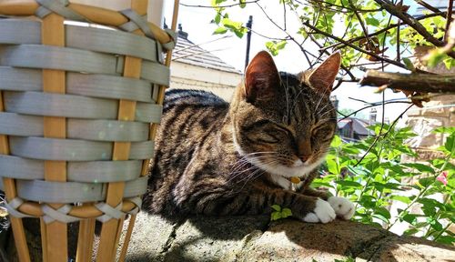 Close-up portrait of tiger sitting outdoors