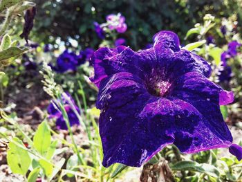 Close-up of purple flower blooming outdoors