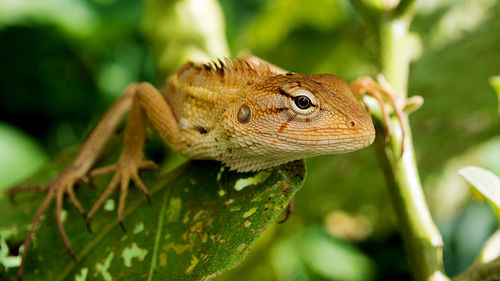 Close-up of a lizard