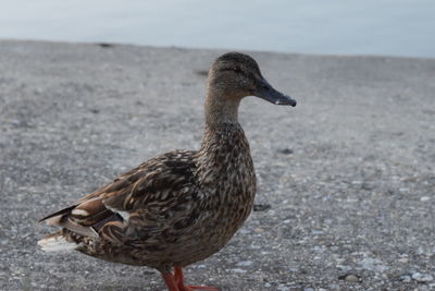 Side view of a bird on beach