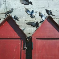 Close-up of birds on railing