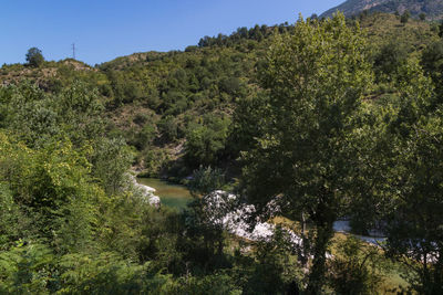 Scenic view of river amidst trees in forest against sky