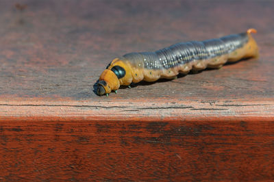 Close-up of insect on table