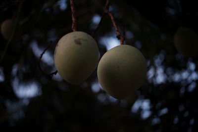 Low angle view of fruits on tree