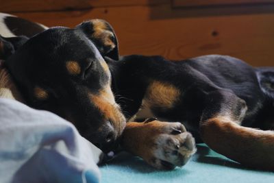 Close-up of dog sleeping