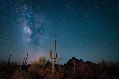 Breathtaking saguaro cactus in america's southwest with milky way over desert.