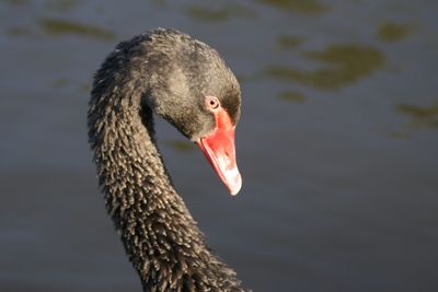 Close-up of a bird