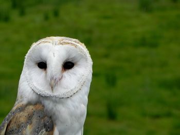 Close-up of owl