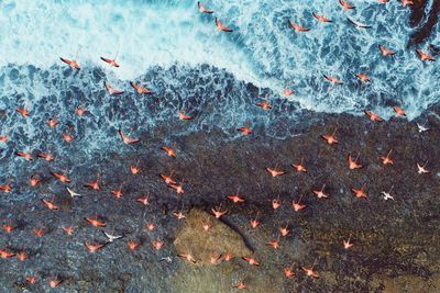 Drone view of flamingos flying in los roques, caribbean sea, venezuela