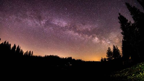 Silhouette trees against star field at night