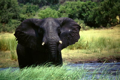 Close-up of elephant on field