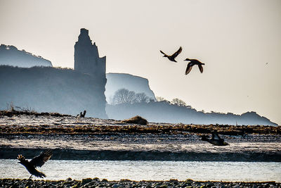 Birds flying over sea against clear sky