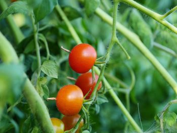 Close-up of strawberry on plant